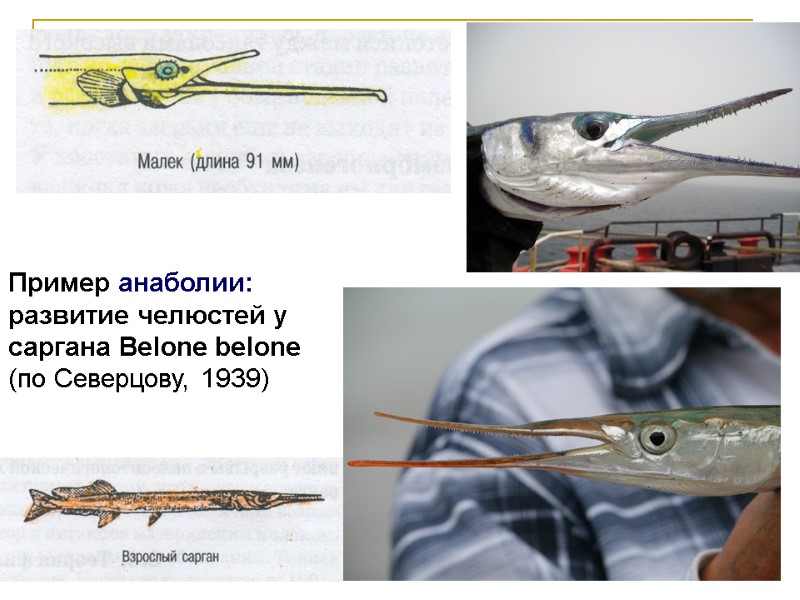 Пример анаболии: развитие челюстей у саргана Belone belone (по Северцову, 1939) Пример анаболии: развитие челюстей у саргана Belone belone (по Северцову, 1939)